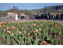 Karabük Belediyesi'nden 100 Bin Çiçek
