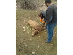 Bingöl’de Şarbon Karantinası