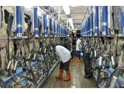 Ab'ye Süt Ürünleri İhracatı Kararı Balıkesirli Üreticileri Memnun Etti