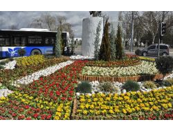 Ankara’ya Bu Yıl 150 Bin Ağaç Dikiliyor