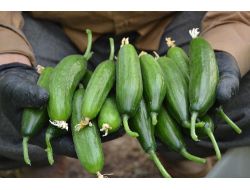 Silor 0,9 Liraya Düştü, Üretici Tohum Parasını Kurtarmanın Peşinde