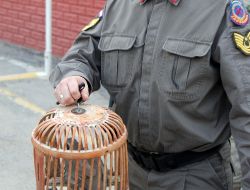 Jandarmadan Keklik Operasyonu