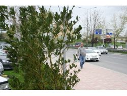 Bursa'da Hem Lodos Hem Yağmur Etkili Oluyor