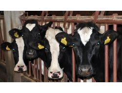 Ab Ülkelerine Süt İhracatının Başlaması Trakyalı Üreticiyi Sevindirdi