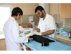 Ev Ve Sokak Kedileri Kısırlaştırılıyor