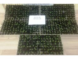 Üç İlde Eş Zamanlı Uyuşturucu Operasyonu