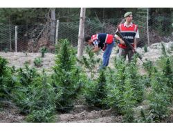 Jandarma Uyuşturucu Tacirini Sigara İzmaritinden Yakaladı