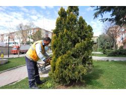 Pursaklar’da Ağaç Budama Timi İşbaşında