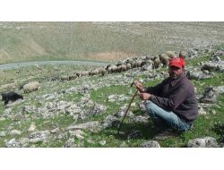 Çözüm Sürecinde Askerin Çekildiği Mevzilerde Artık Hayvan Otlatılıyor