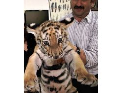 Ankara’nın Yavru Kaplanı ‘cango’ 3 Aylık Oldu