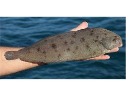 Öğretim Üyesi Keşfetti, Dil Balığının Av Yasağı Dönemi Değişti