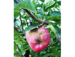 Elma Ve Armut Bahçelerinde ‘karaleke’ Riski Artıyor