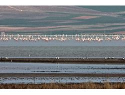 Seyfe Gölü Mavi Bayrak Almaya Aday