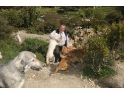 Tatilde Hevesle Alınan Hayvanların Çoğu Terkediliyor