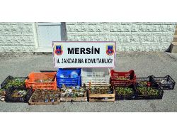 Saksıda Uyuşturucu Yetiştirmişler