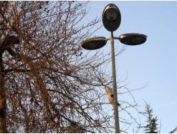 Ağaçta Mahsur Kalan Kediyi Vatandaşlar Kurtardı (Özel)