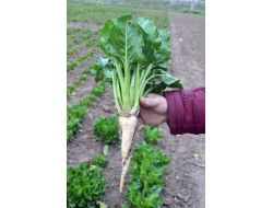 Şeker Pancarı Kış Aylarında Da Ekilebilecek