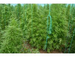 Serada 9 Bin 700 Kök Hint Keneviri