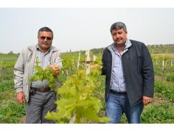 Saruhanlı Üzümünde Yüzde 40 Rekolte Kaybı Bekleniyor