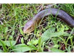 Ayaksız Kertenkeleler Zehirli Yılan Zannedilip Öldürülüyor