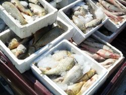 Av Yasağına Uymayan Balıkçılar, Avlandı