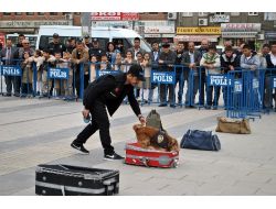 Eğitilmiş Polis Köpekleri K-9'lar Gösteri Yaptı