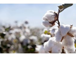 Afgan Uzmanlar, Nazilli Pamuğunu Öğrenecek