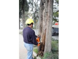 İzmir Bornovadaki Demir Ağaçları Bakıma Alındı