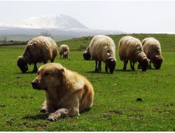 Zorlu Bir Kış Geçiren Bitlis'te 7 Aydır Ahırda Bekleyen Hayvanlar Meraya Çıktı