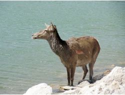 Yabani Köpeklerin Yaraladığı Kızılgeyik Tedavi Edildi