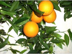 Vaşington Portakal Dalında 1,5 Lira