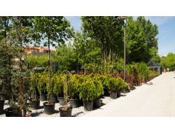 Anfa Mevsimlik Çiçek, Ağaç, Çalı Ve Bahçe Ekipmanları Satış Yeri, Hizmete Girdi