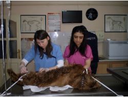 Göğsünden Bir Kilo Tümör Çıkarılan Köpek Kemoterapi Görecek