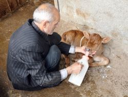 Kocaeli'nde Gözleri Olmayan Buzağı Dünyaya Geldi