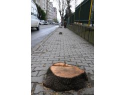 Samsun'da Tehlike Arz Eden Ve Yaya Geçişini Engelleyen Kavak Ağaçları Kesiliyor