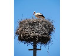 Mahalleli, Leylek Yavrularının Kuluçkadan Çıkmasını Dört Gözle Bekliyor
