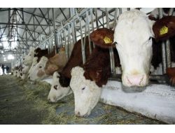 Anaç Sığır Ve Buzağı Destekleri Başladı