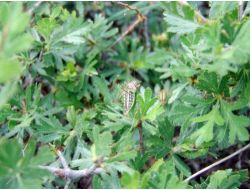 Akyurt'da Çekirge İle Mücadele Toplantısı
