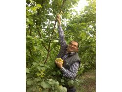 Erkenci Sera Kayısısının Hasadı Başladı Kilogramı 100 Lira