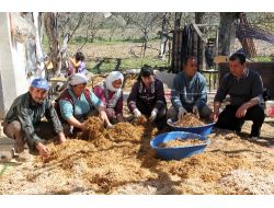 Kayın Mantarı Çiftçinin Yeni Gözdesi