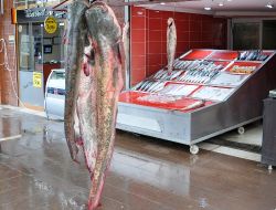 Amasya'da 70 Kilo Ağırlığında Yayın Balığı Yakalandı