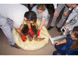 İstanbul'da Tedavi Edilen Deniz Kaplumbağaları Akdeniz'e Salınacak