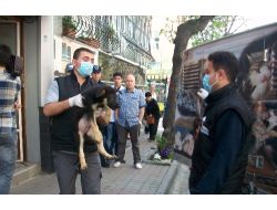 Apartman Dairesinden 23 Köpek Çıktı