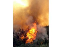 Bursa'da Orman Yangını Tedbirleri Başladı