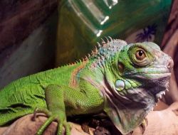 İguana Sahibini Hasta Etti