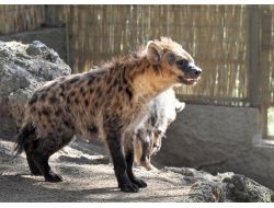 Antalya Hayvanat Bahçesi’ne Yeni Üyeler