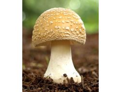 Uzmanlar Uyardı: Bahar Geldi, Mantar Zehirlemelerine Dikkat