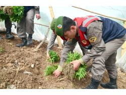 Nar Bahçesinde Kenevir Yetiştirmiş