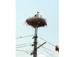 Leylekleri Koruma Seferberliği Başladı