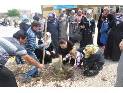 D-KADER ÜYELERİ FİDAN DİKTİ